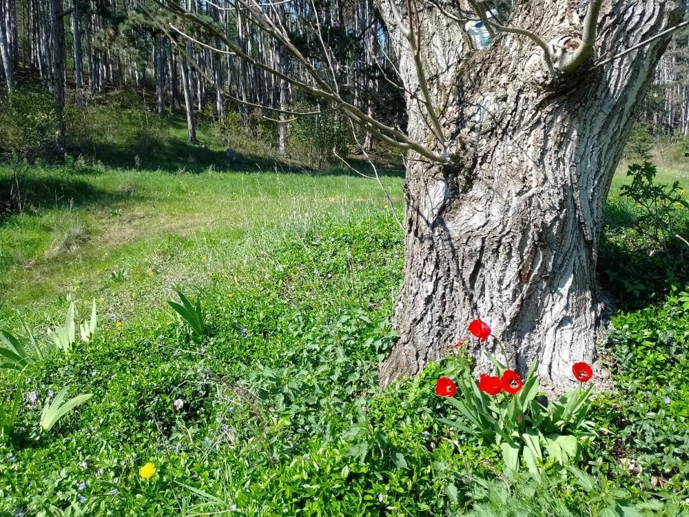 Penzion Litohlavy 17 - Na Samote U Lesa Králŭv Dvŭr Bagian luar foto
